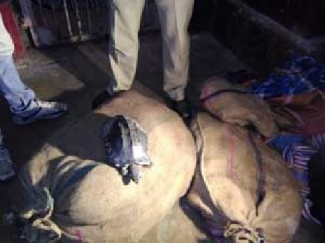 96 tortoise recovered