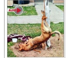 Barking doggie killed, the death of the elderly in shock.