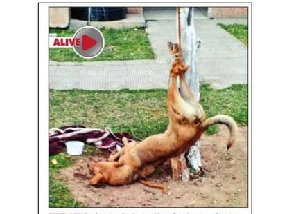 dog brutally killed, FIR registered.