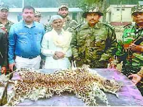 Smuggler arrested with leopard skins