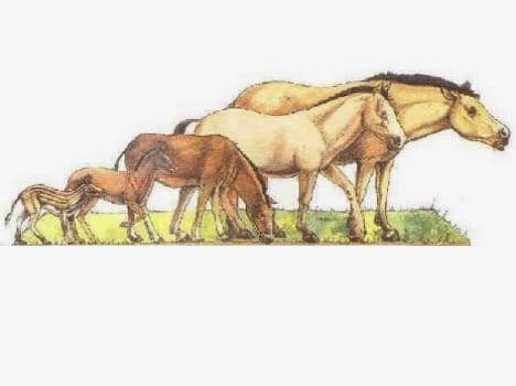 horse came to india from north america
