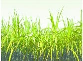 There are two days Cane is weighed