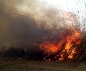 fire in jungle