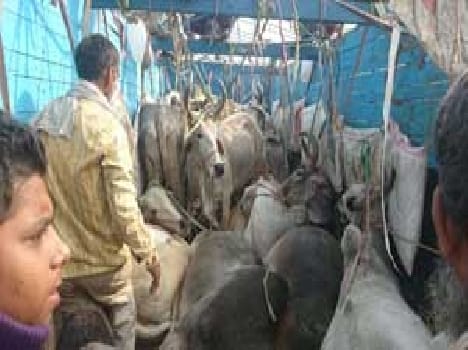 The 36 cattle were smuggled recovered