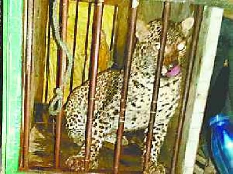 leopard caught in net