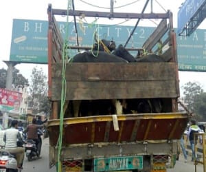 two trucks loaded with cattles foud, creates furore