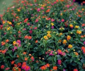 American shrub lantana.