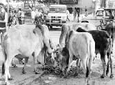 Gaushalas in the fodder and water crisis