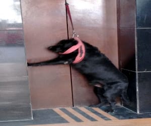 Trapped in lift strap, hanging on the gate Doggie.