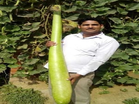 gourd Five feet 
