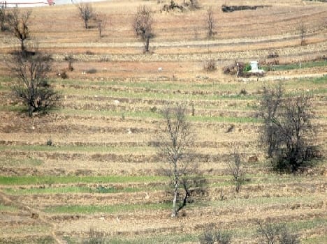 30 per cent of the crop was planted there by rains