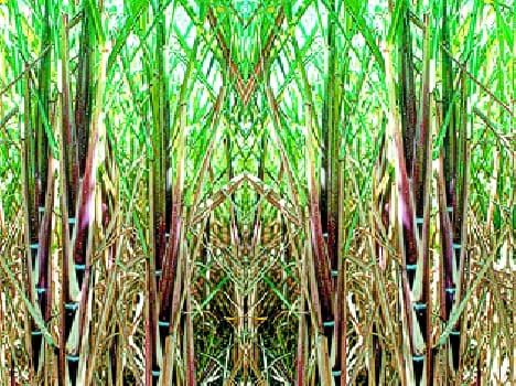 despute on sugarcane in moradabad zone