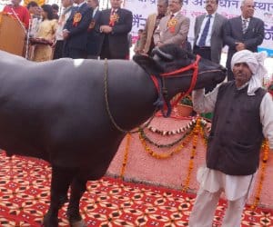 buffalo, murrah buffalo, donate murrah buffalo, ownar omprakash, hisar, haryana