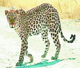 Two leopards morsels made five sheep