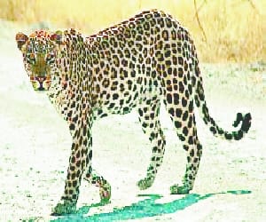 couple injured in leopard attack