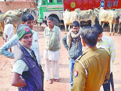 Two picked up with 24 bull