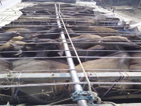 With 39 cattle smuggler arrested four Antrjnpdiy