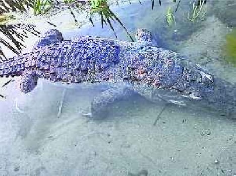 Poachers kill the crocodile and body thrown into the river