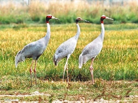 May open Stork Conservation Research Center