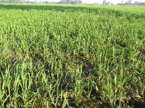 Weather damage to the wheat crop of indifference