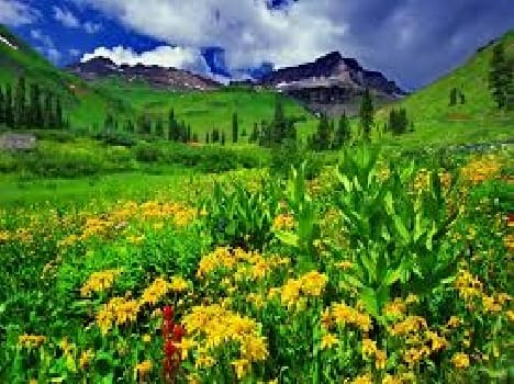 The use of chemicals to soil health deteriorated