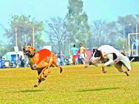 Qila, raipur, khel, mela, dog, race