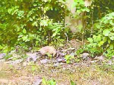 pengolin in katarniyaghat