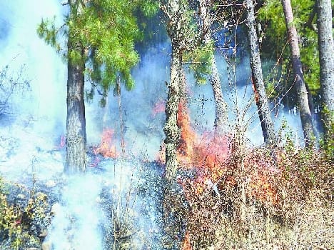 Burning forest