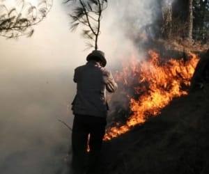 seven dead cattle burnt