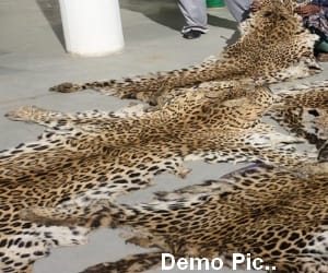 Accused arrested with leopard skin given 5 days remand