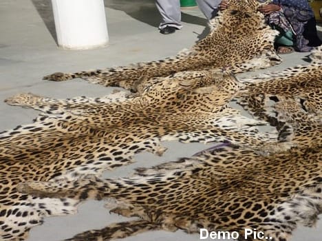 Leopard skin smugglers arrested in chamba.