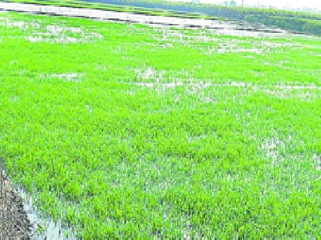 crop submerged from track breaking 