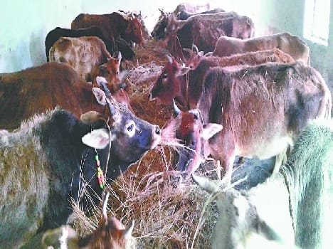 Cows unclaimed service
