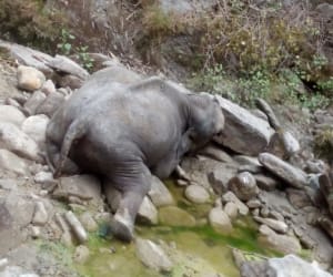 Female elephant died after falling from the hill.