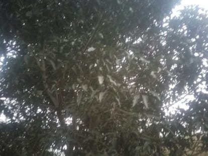 Two sisters body found hanging from a tree.