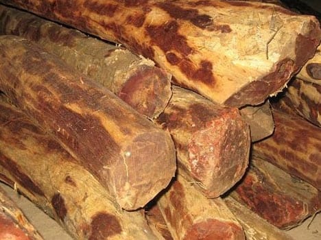 135 kg sandal wood Recovered, Two Caught