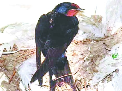 Guests arrived prematurely swallow bird