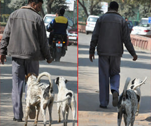 fear of dogs Disturbing dreams is also