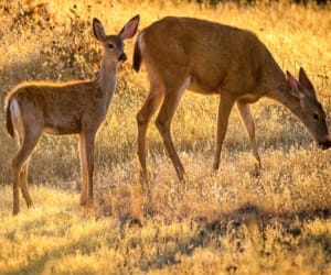 musk deer hunting.
