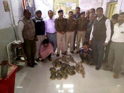 Reptile smugglers held in Mathura, iguanas, turtles seized