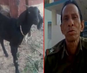 The goat in court, can get a seven year jail