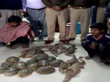 Reptile smugglers held in Mathura, iguanas, turtles seized