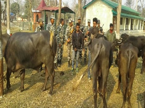 With ten buffaloes finally picked traffickers