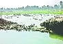 water supply again Ravi-Taavi canal 