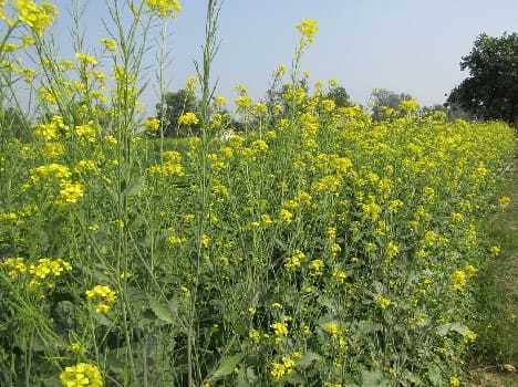 Best Yoga brought Vasant Panchami