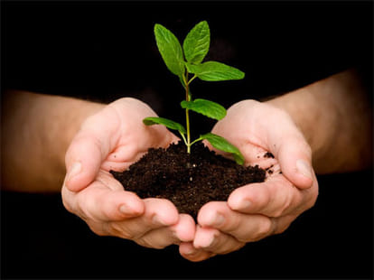  Company bios urn Will Turn You Into a Tree After You Die