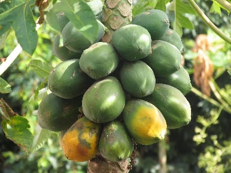 100 kg papaya seeds