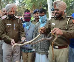 2 arrest for selling deal for snakes of 15 lakhs