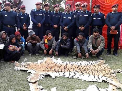 Two tiger skins and 39 kg bone of tiger 2 arrested