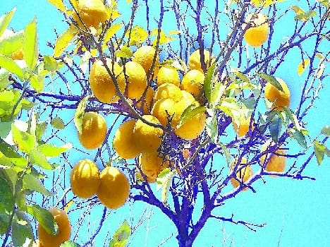 Every day has just bought 12 kg of citrus fruit